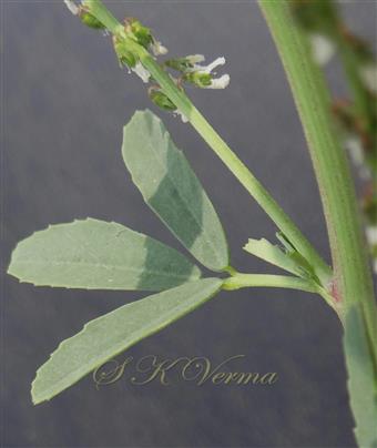  Leaf (Adaxial view)